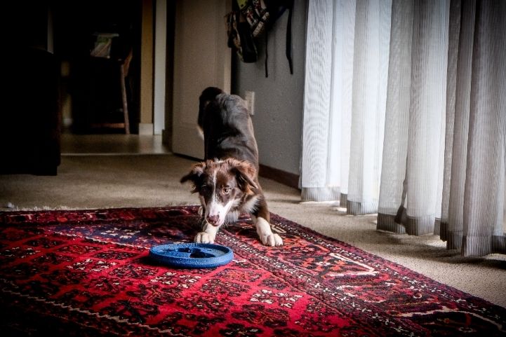 how to choose the perfect area rug
